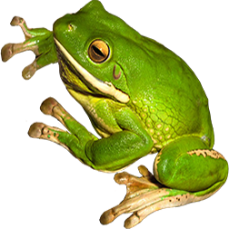 White-lipped Tree Frog